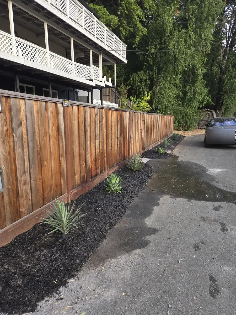 Black mulch and young agave plants along a wood fence